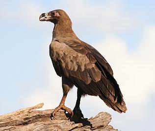 Palmgeier, Jungvogel, Gypohierax angolensis, Palm-Nut Vulture